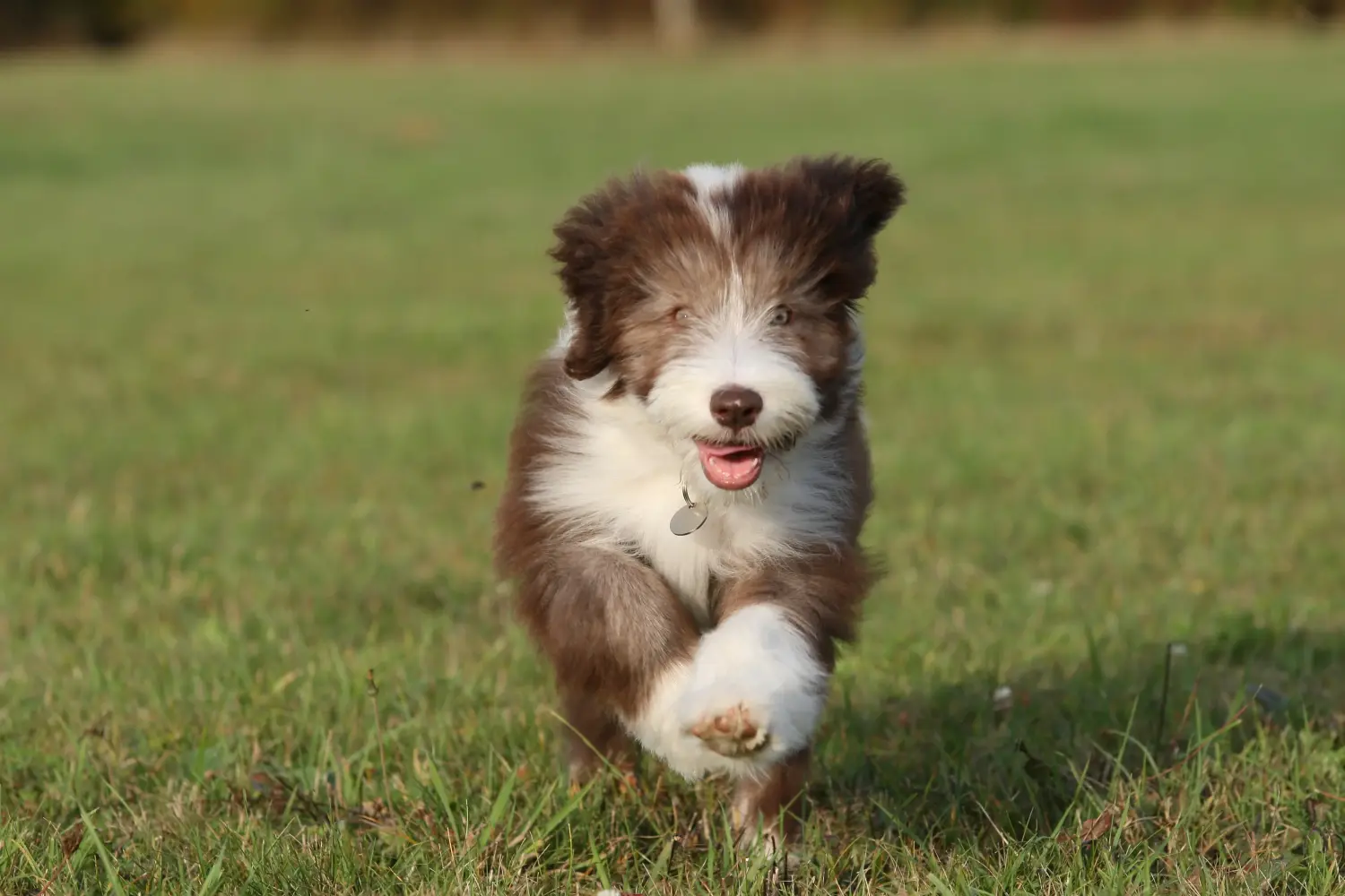 Bir Bearded Collie yavrusu satın almak sorumluluk almak demektir! Bearded Collie yavru köpek satın alın.