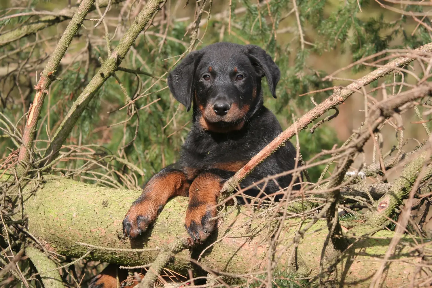 Bir Beauceron yavrusu satın almak sorumluluk almak demektir! Beauceron yavru köpekleri satın alın.
