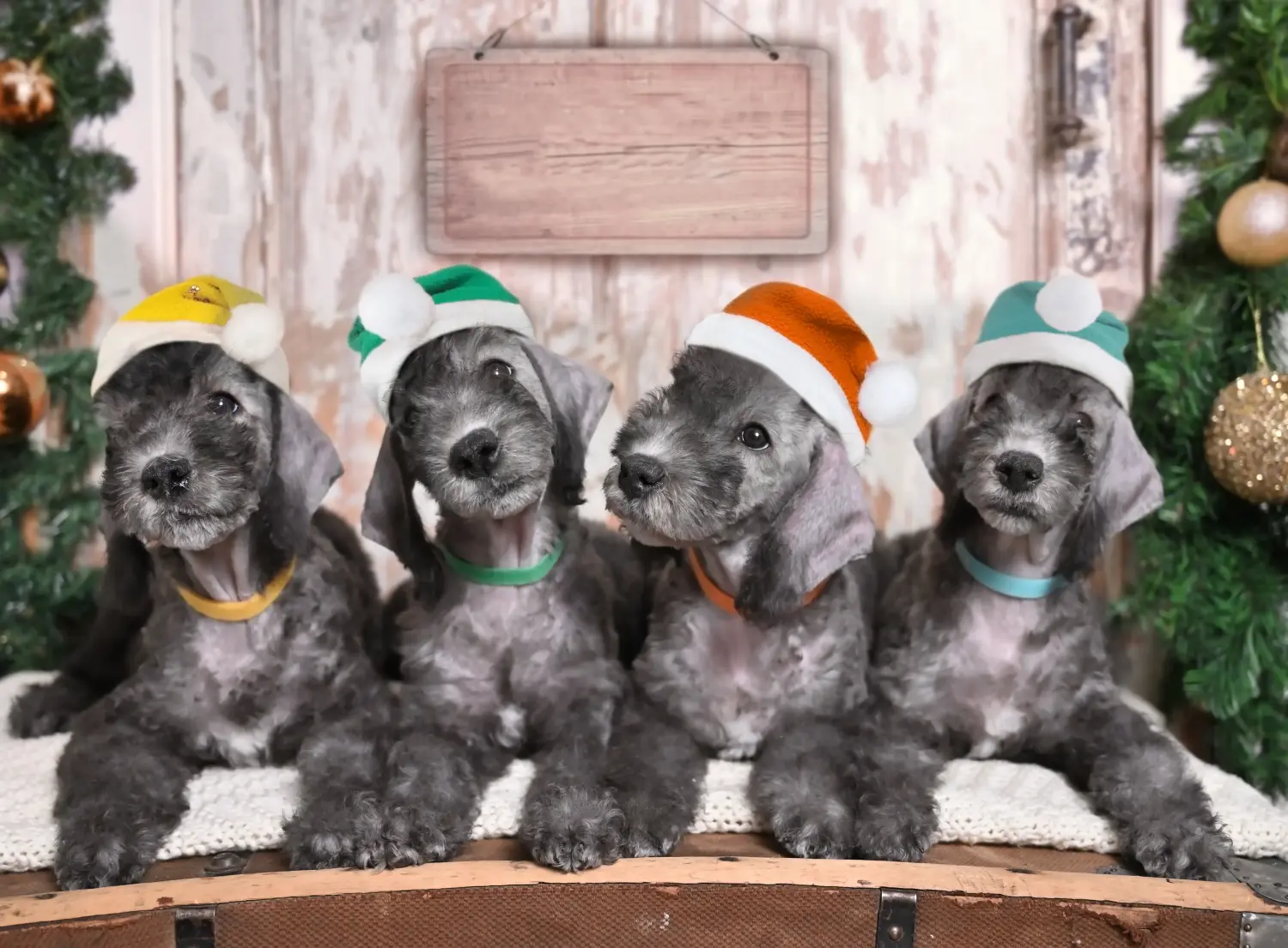 Bir Bedlington Terrier yavrusu satın almak sorumluluk almak demektir! Bedlington Terrier yavru köpek satın alın.