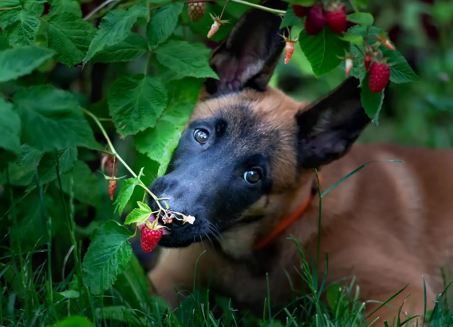 Belçika Çoban Köpeği yavrusu satın almak sorumluluk almak demektir! Belçika Çoban Köpeği yavruları satın alın.
