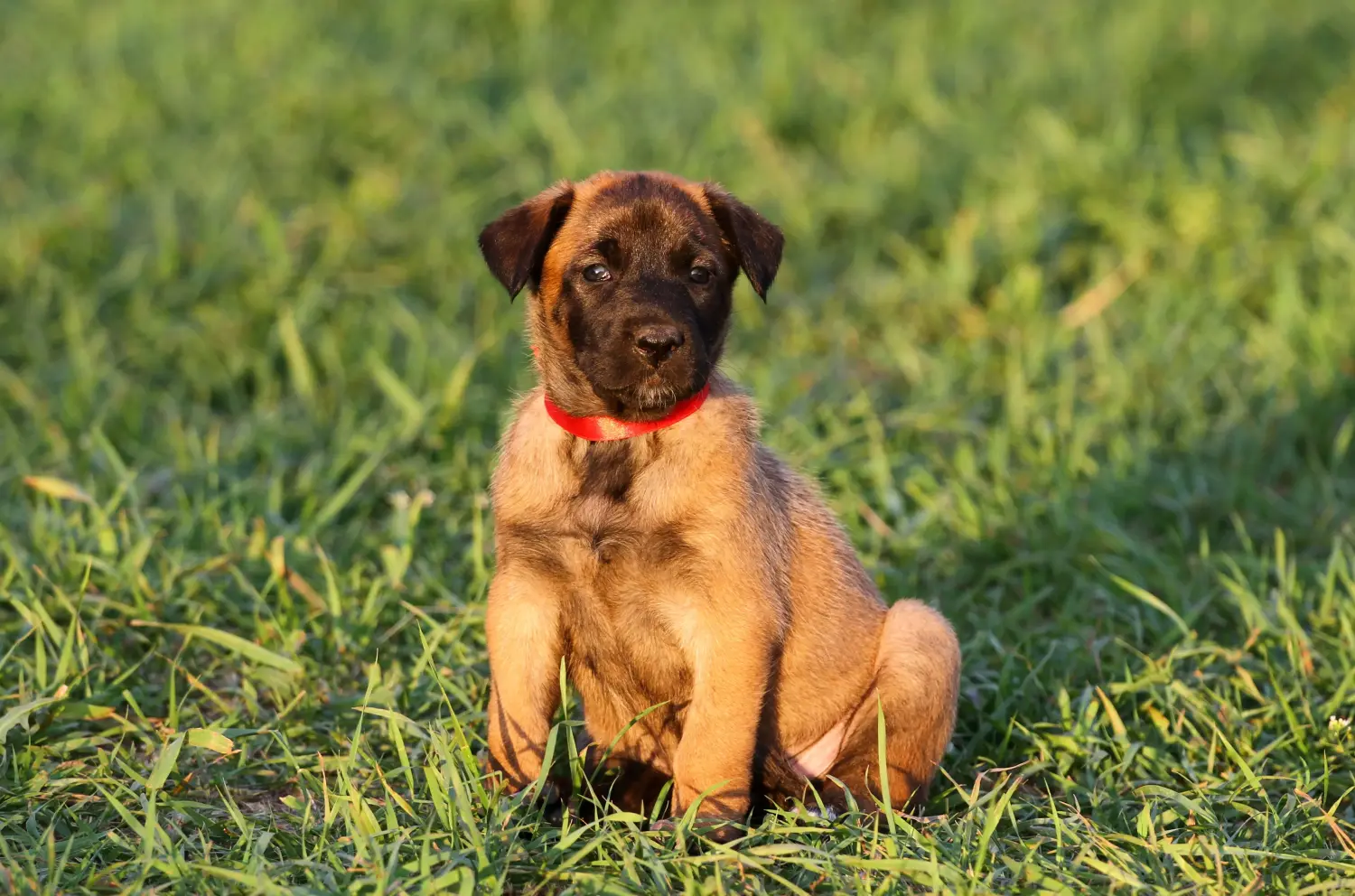 Belçika Çoban Köpeği yavrusu satın almak sorumluluk almak demektir! Belçika Çoban Köpeği yavruları satın alın.