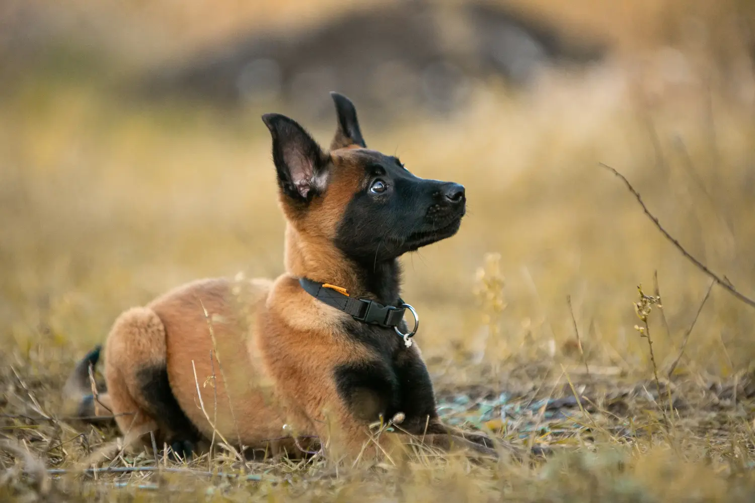 Belçika Çoban Köpeği yavrusu satın almak sorumluluk almak demektir! Belçika Çoban Köpeği yavruları satın alın.