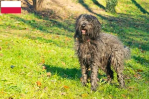 Read more about the article Polonya’da Bergamasco Çoban Köpeği Yetiştiricisi ve Yavruları