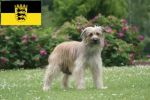 Read more about the article Baden-Württemberg’de Berger des Pyrenees yetiştiricileri ve köpek yavruları