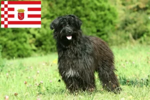 Read more about the article Bremen’de Berger des Pyrenees yetiştiricileri ve köpek yavruları