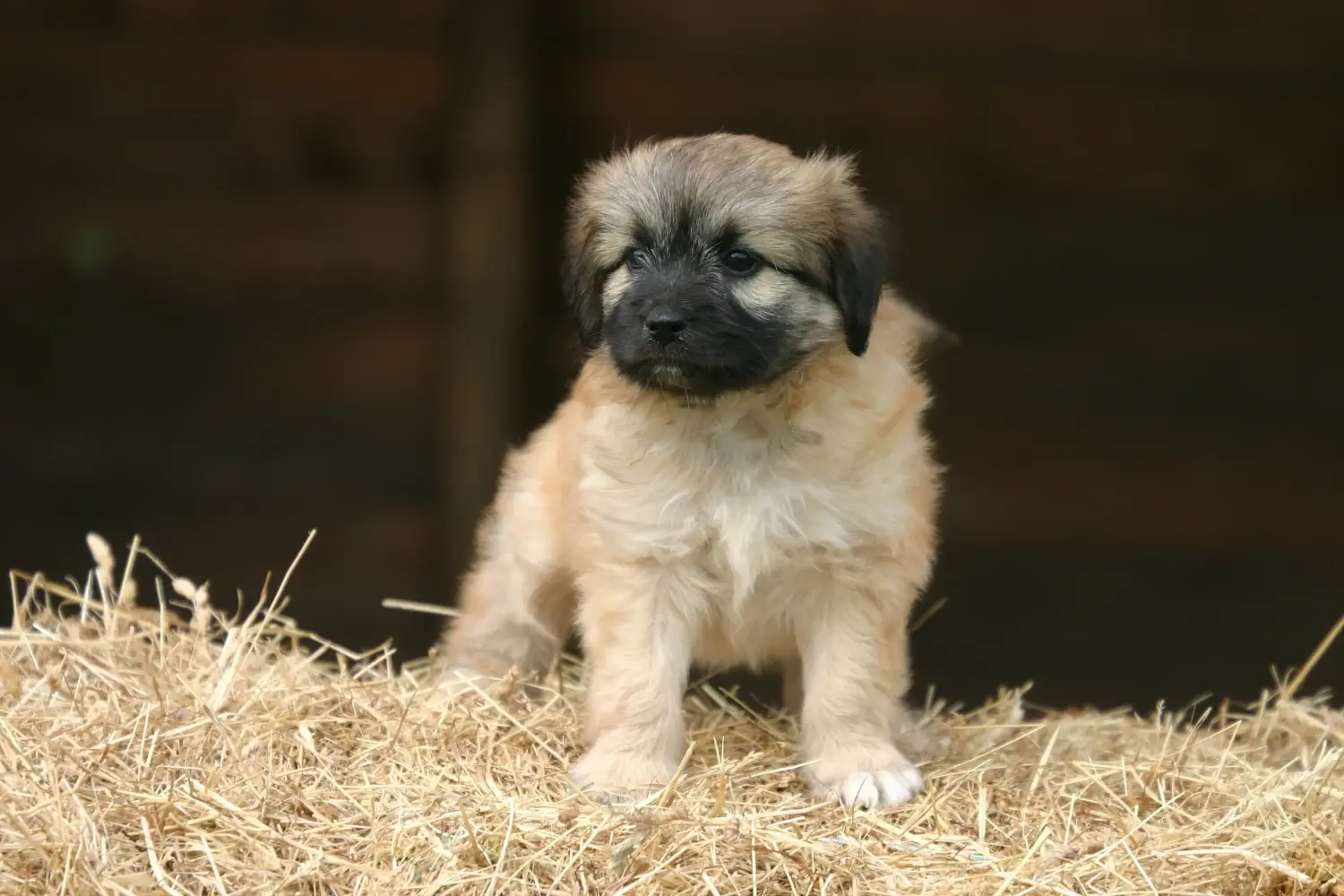 Bir Berger des Pyrenees yavrusu satın almak sorumluluk almak demektir! Berger des Pyrenees yavru köpekleri satın alın.