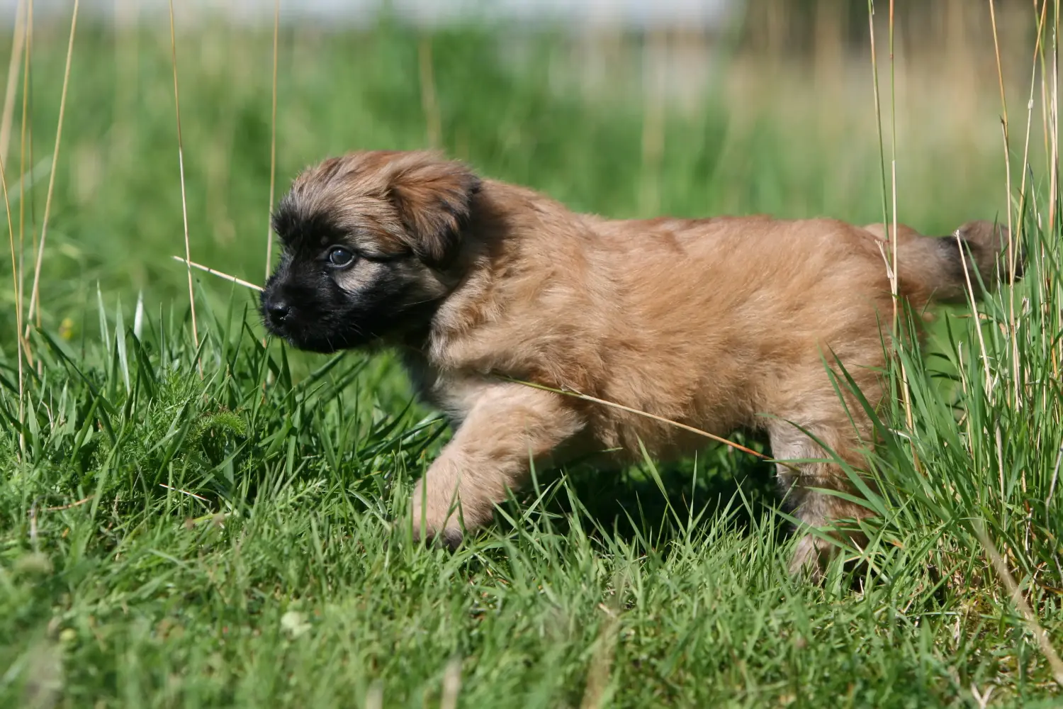 Bir Berger des Pyrenees yavrusu satın almak sorumluluk almak demektir! Berger des Pyrenees yavru köpekleri satın alın.
