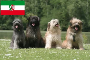 Read more about the article Kuzey Ren-Vestfalya’da Berger des Pyrenees yetiştiricileri ve köpek yavruları