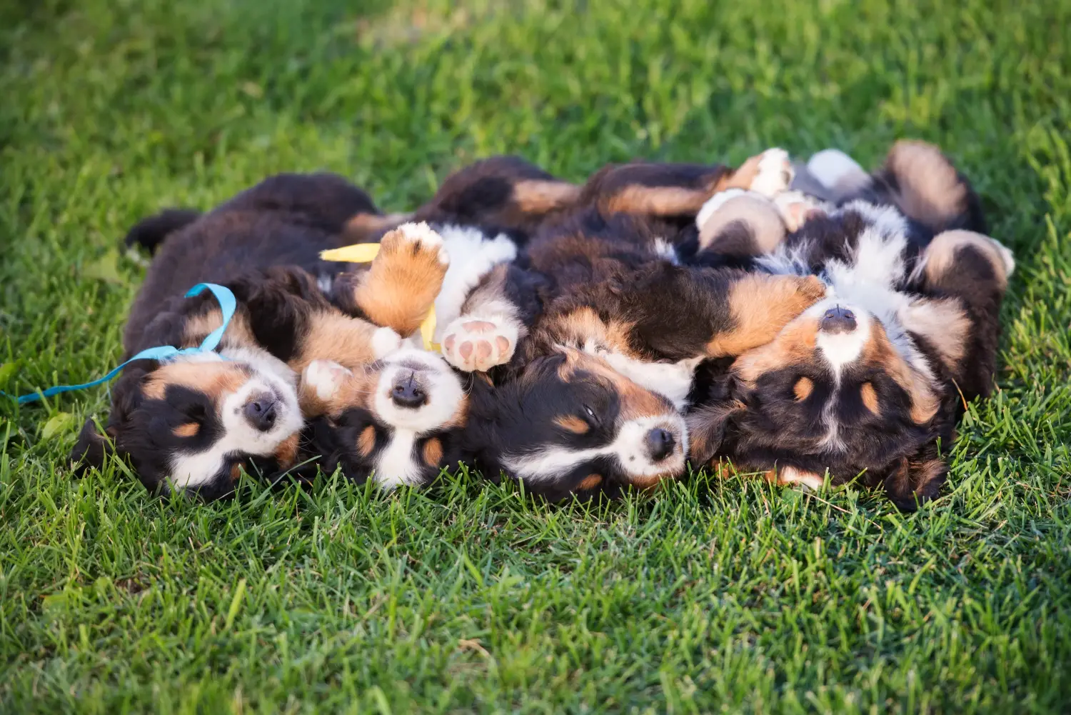Bir Bernese Dağ Köpeği yavrusu satın almak sorumluluk almak demektir! Bernese Dağ Köpeği yavruları satın alın.