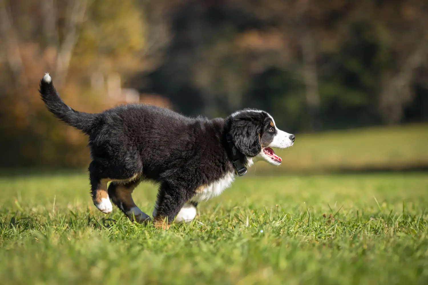 Bir Bernese Dağ Köpeği yavrusu satın almak sorumluluk almak demektir! Bernese Dağ Köpeği yavruları satın alın.