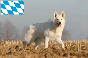 Read more about the article Bavyera’da Beyaz İsviçre Kurdu yetiştiricileri ve köpek yavruları