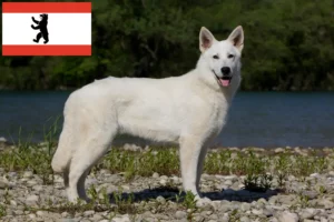 Read more about the article Berlin’de Beyaz İsviçre Çoban Köpeği Yetiştiricisi ve Yavruları