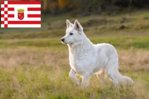 Read more about the article Bremen’de Beyaz İsviçre Çoban Köpeği Yetiştiricisi ve Yavruları