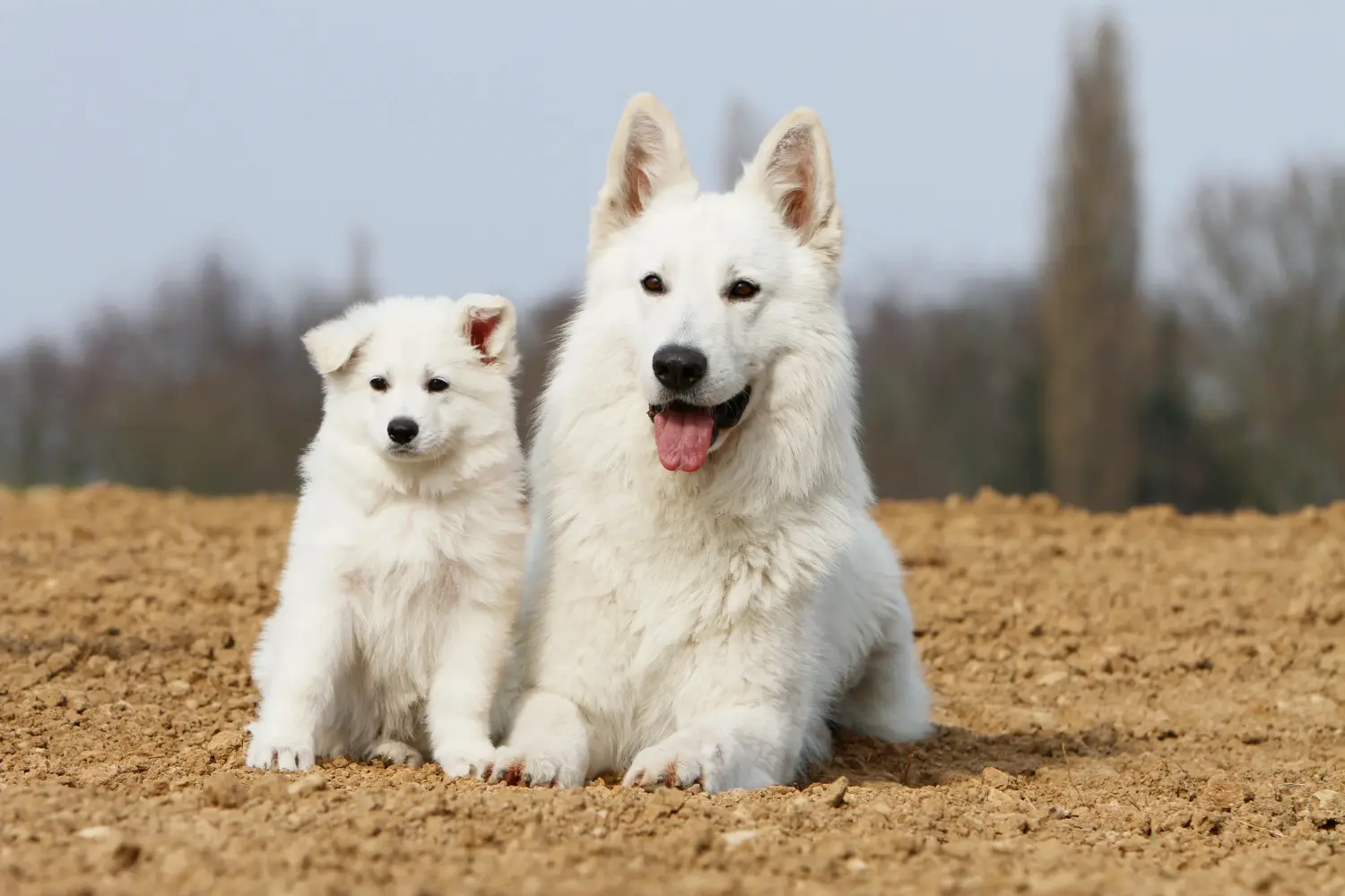 Bir Beyaz İsviçre Çoban Köpeği yavrusu satın almak sorumluluk almak demektir! Beyaz İsviçre çoban köpeği yavruları satın alın.