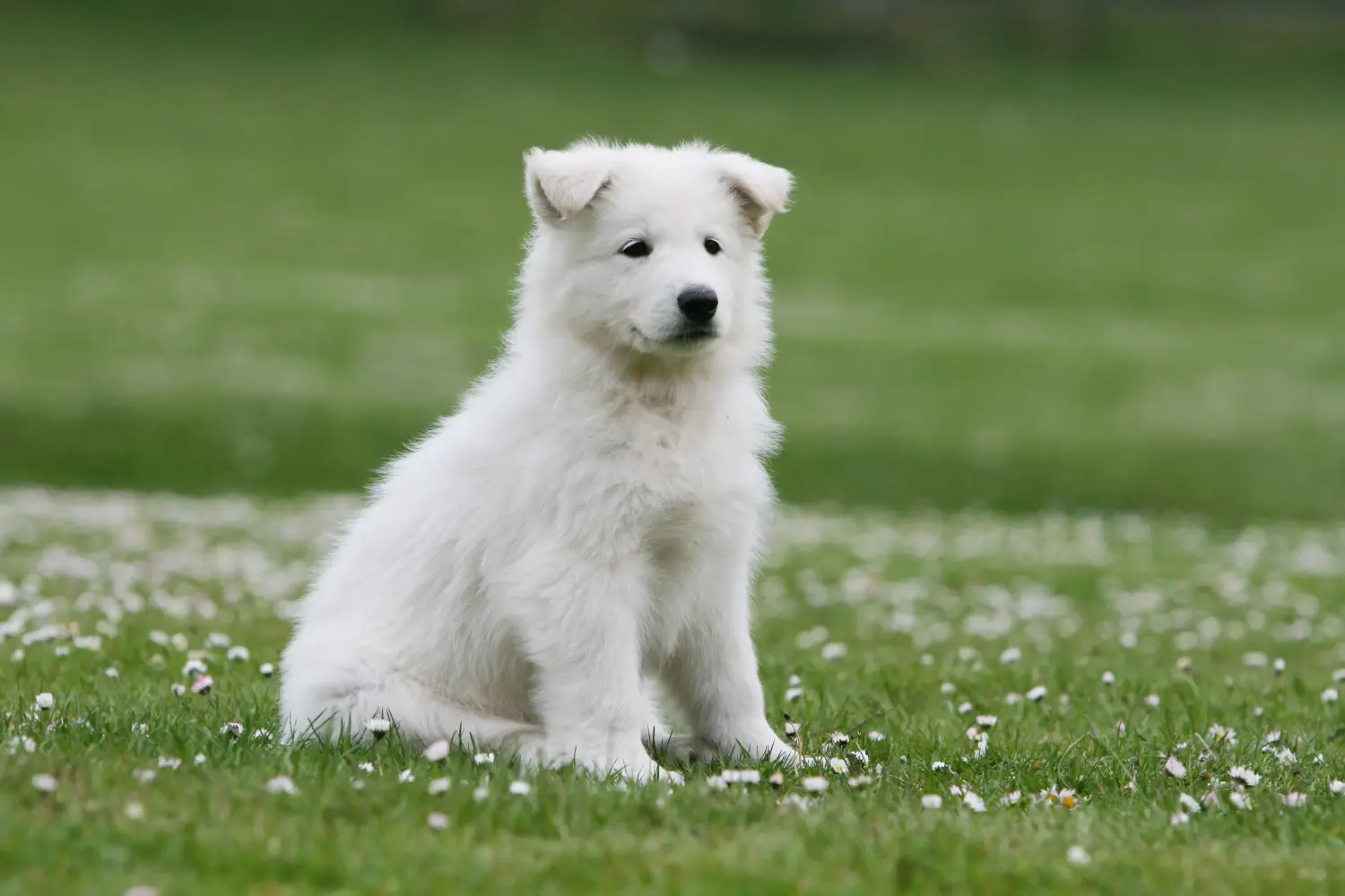 Bir Beyaz İsviçre Çoban Köpeği yavrusu satın almak sorumluluk almak demektir! Beyaz İsviçre çoban köpeği yavruları satın alın.