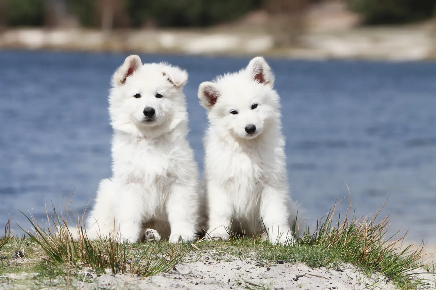 Bir Beyaz İsviçre Çoban Köpeği yavrusu satın almak sorumluluk almak demektir! Beyaz İsviçre çoban köpeği yavruları satın alın.