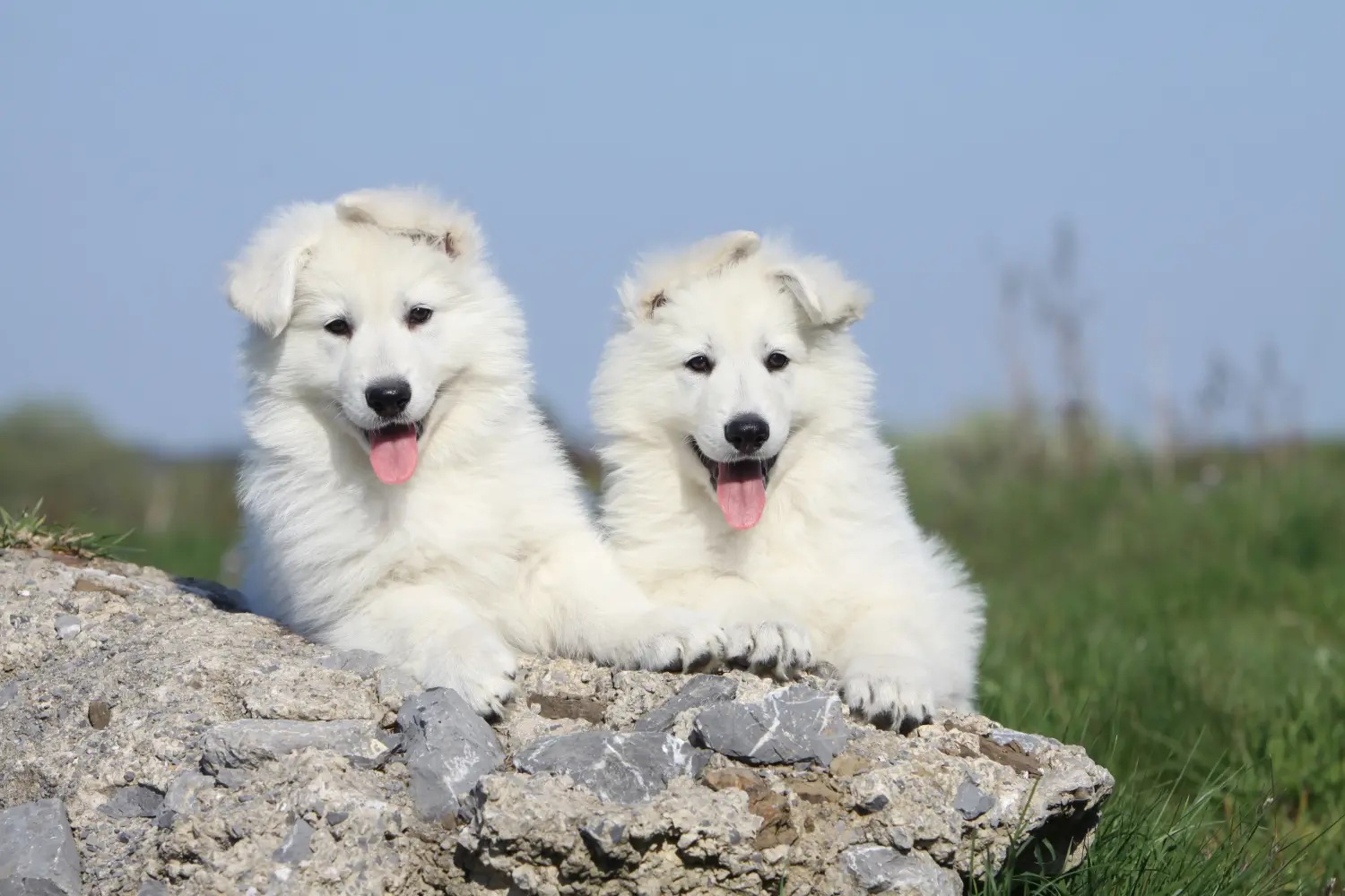 Bir Beyaz İsviçre Çoban Köpeği yavrusu satın almak sorumluluk almak demektir! Beyaz İsviçre çoban köpeği yavruları satın alın.