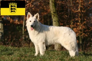 Read more about the article Baden-Württemberg’de Beyaz İsviçre Kurdu yetiştiricileri ve köpek yavruları