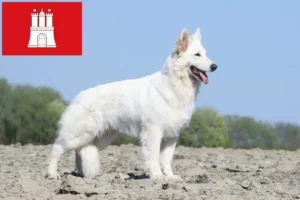 Read more about the article Hamburg’da Beyaz İsviçre Çoban Köpeği Yetiştiricisi ve Yavruları