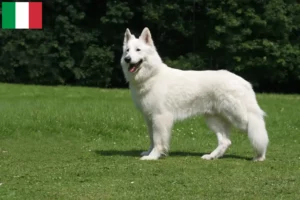 Read more about the article İtalya’da Beyaz İsviçre Çoban Köpeği Yetiştiricisi ve Yavruları