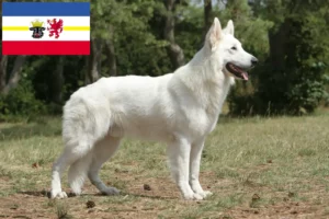 Read more about the article Mecklenburg-Vorpommern’de Beyaz İsviçre Çoban Köpeği Yetiştiricisi ve Yavruları