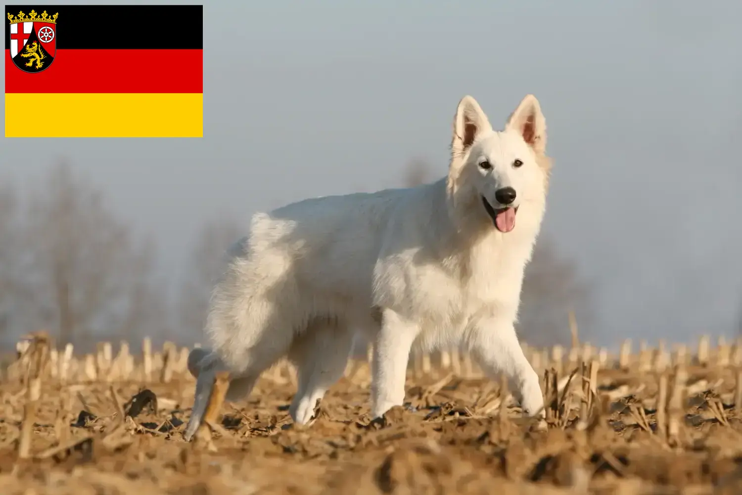 Beyaz İsviçre Çoban Köpeği Yavruları ve Damızlık Rheinland-Pfalz Burada Rhineland-Palatinate'deki Beyaz İsviçre Çoban Köpeği yetiştiricilerini bulabilirsiniz.