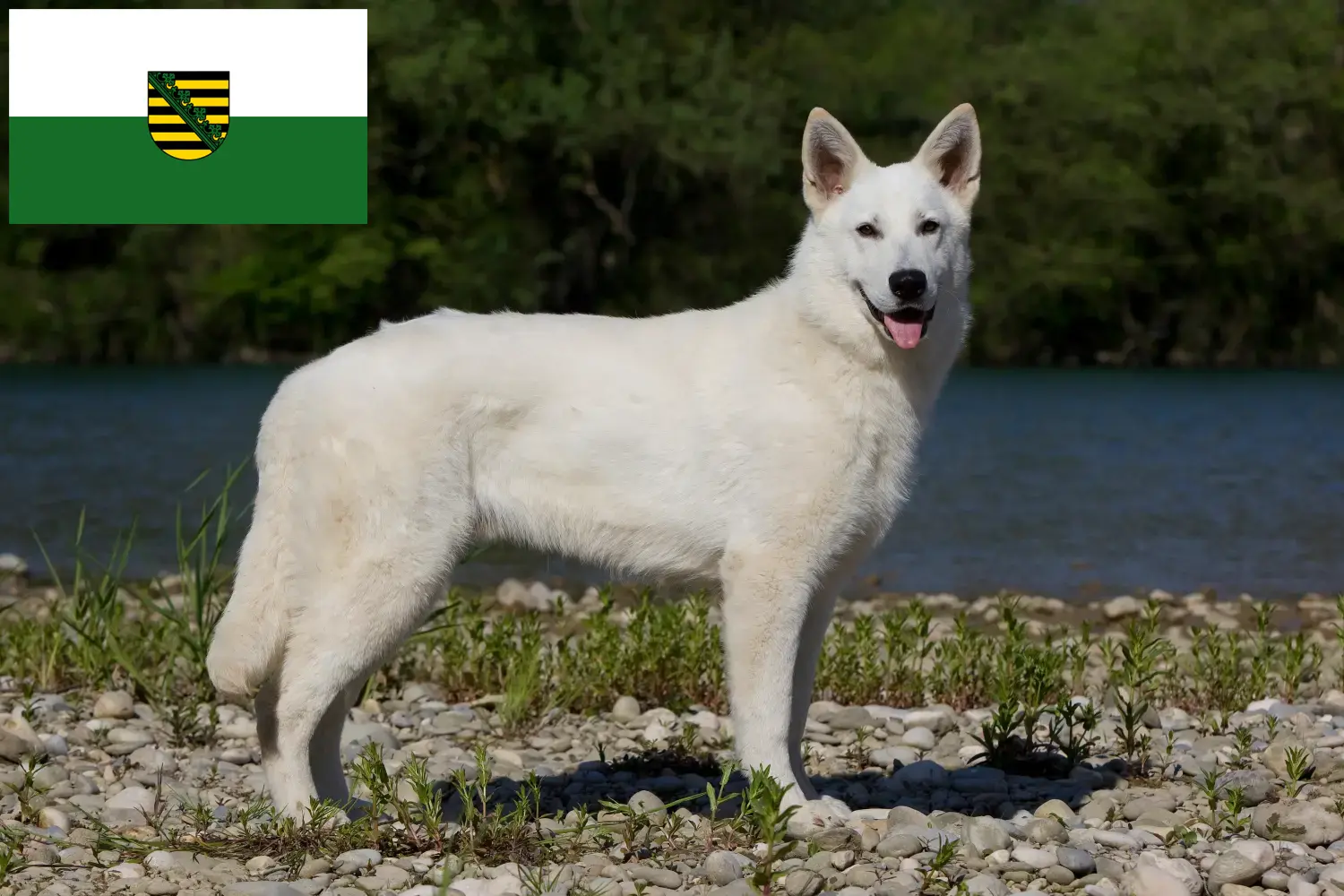 Beyaz İsviçre Çoban Köpeği Yavruları ve Damızlık Saksonya Burada Saksonya'daki Beyaz İsviçre Çoban Köpeği yetiştiricilerini bulabilirsiniz.