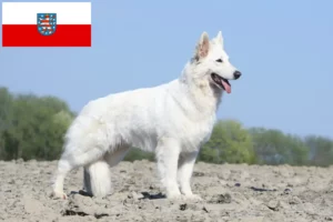 Read more about the article Thüringen’de Beyaz İsviçre Çoban Köpeği Yetiştiricisi ve Yavruları