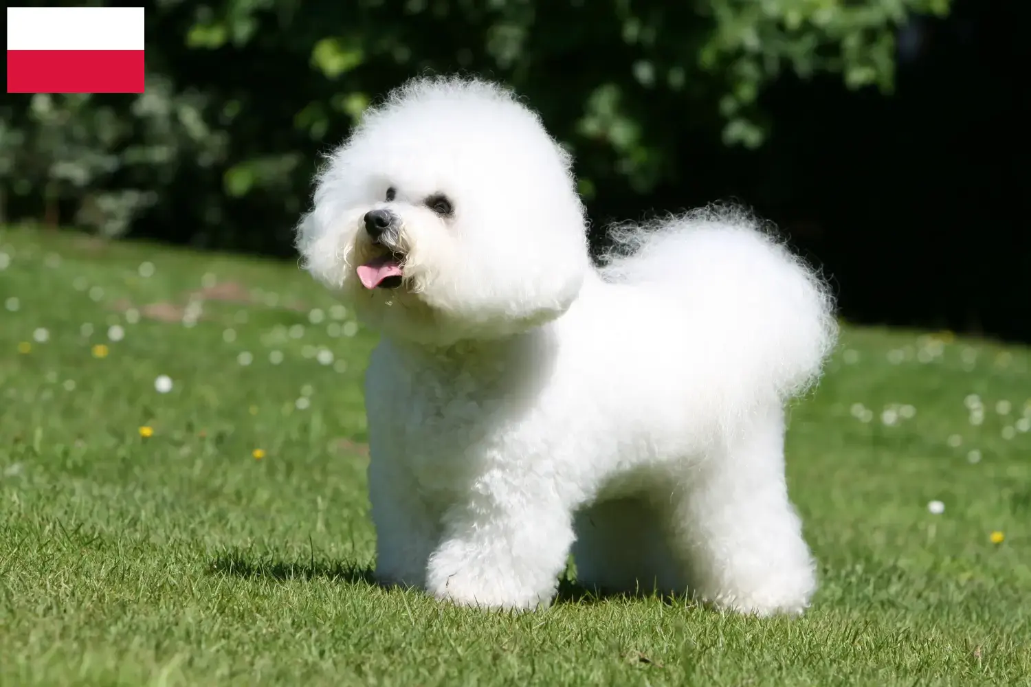 Read more about the article Polonya’da Bichon Frisé yetiştiricileri ve köpek yavruları