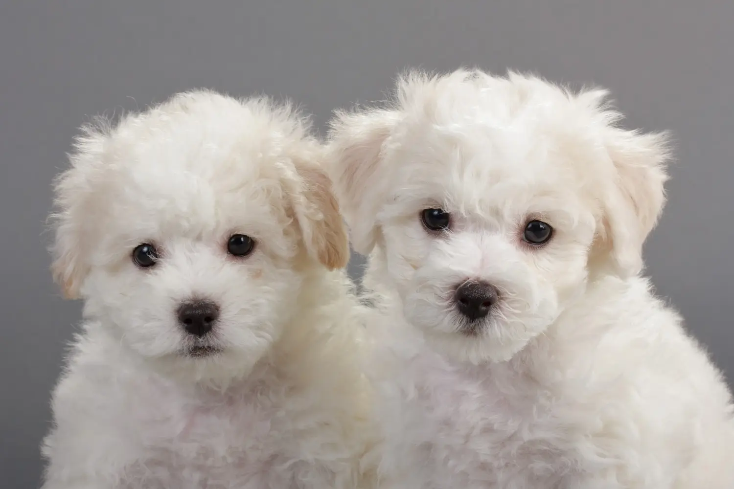 Bir Bichon Frisé yavrusu satın almak sorumluluk almak demektir! Bichon Frisé yavru köpek satın alın.