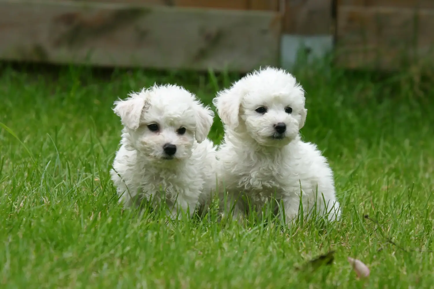 Bir Bichon Frisé yavrusu satın almak sorumluluk almak demektir! Bichon Frisé yavru köpek satın alın.