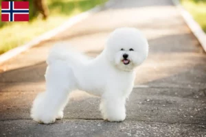 Read more about the article Norveç’te Bichon Frisé yetiştiricileri ve köpek yavruları