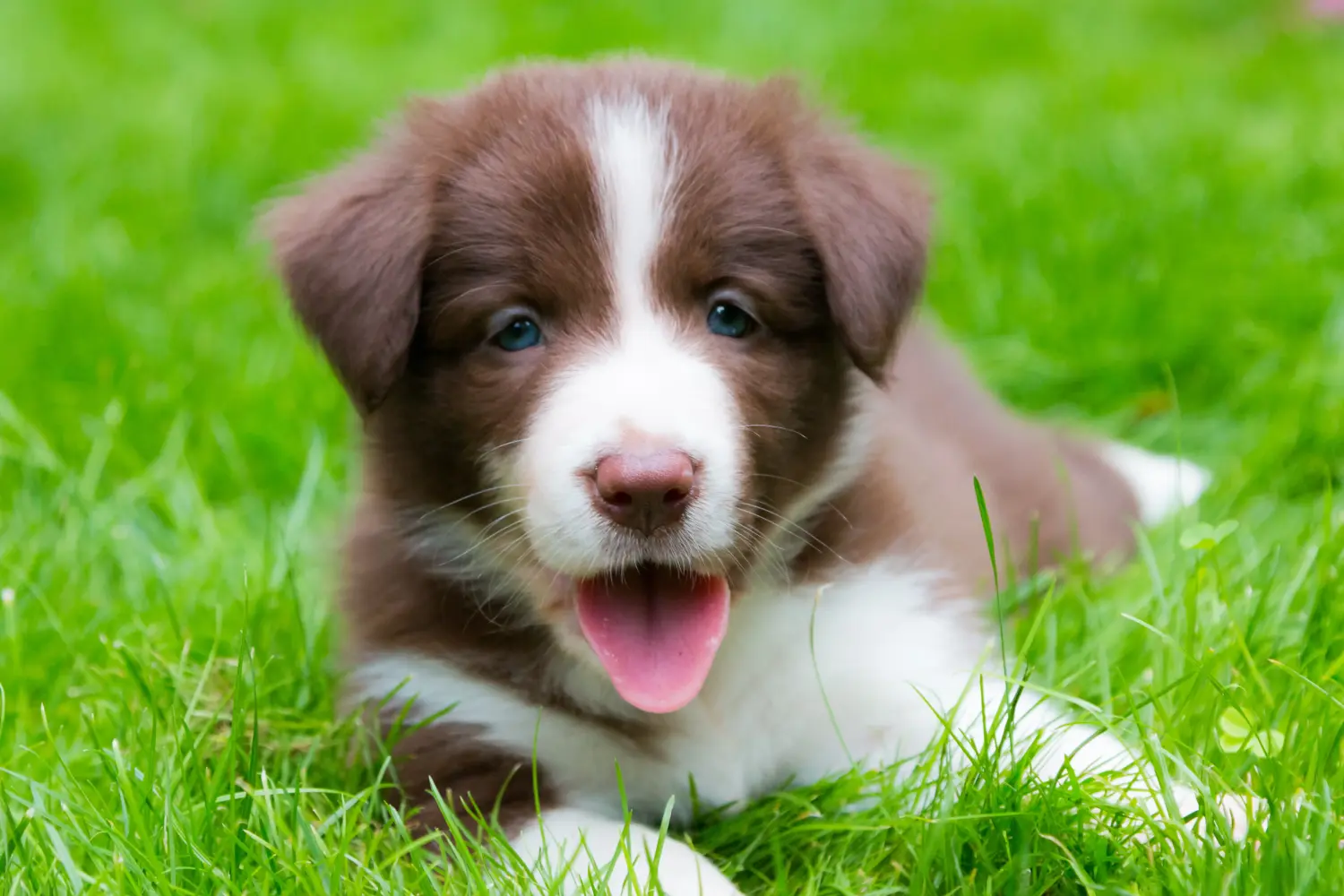 Bir Border Collie yavrusu satın almak sorumluluk almak demektir! Border Collie yavru köpek satın alın.