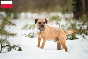 Read more about the article Polonya’da Border Terrier yetiştiricileri ve köpek yavruları
