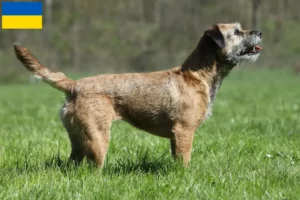 Read more about the article Ukrayna’da Border Terrier yetiştiricileri ve köpek yavruları