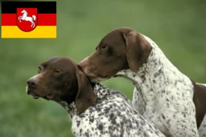 Read more about the article Aşağı Saksonya’da Braque français tipi Pyrénées yetiştiricileri ve köpek yavruları