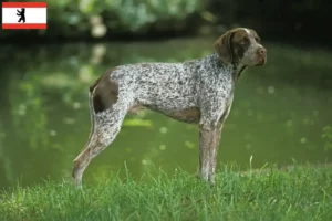 Read more about the article Berlin’de Braque français tipi Pyrénées yetiştiricileri ve yavru köpekler