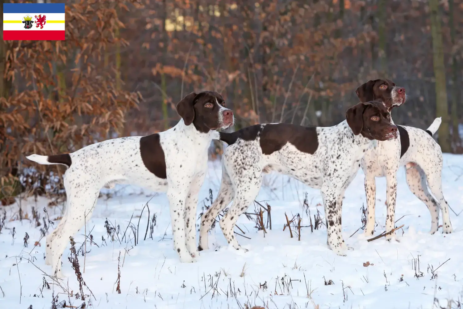 Read more about the article Mecklenburg-Vorpommern’de Braque français type Pyrénées yetiştiricileri ve köpek yavruları