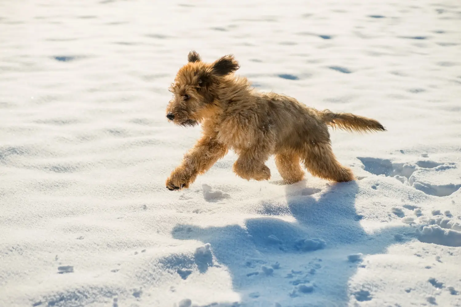 Bir Briard yavrusu satın almak sorumluluk almak demektir! Briard yavru köpekleri satın alın.