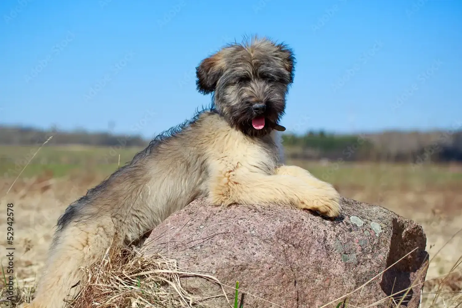 Bir Briard yavrusu satın almak sorumluluk almak demektir! Briard yavru köpekleri satın alın.