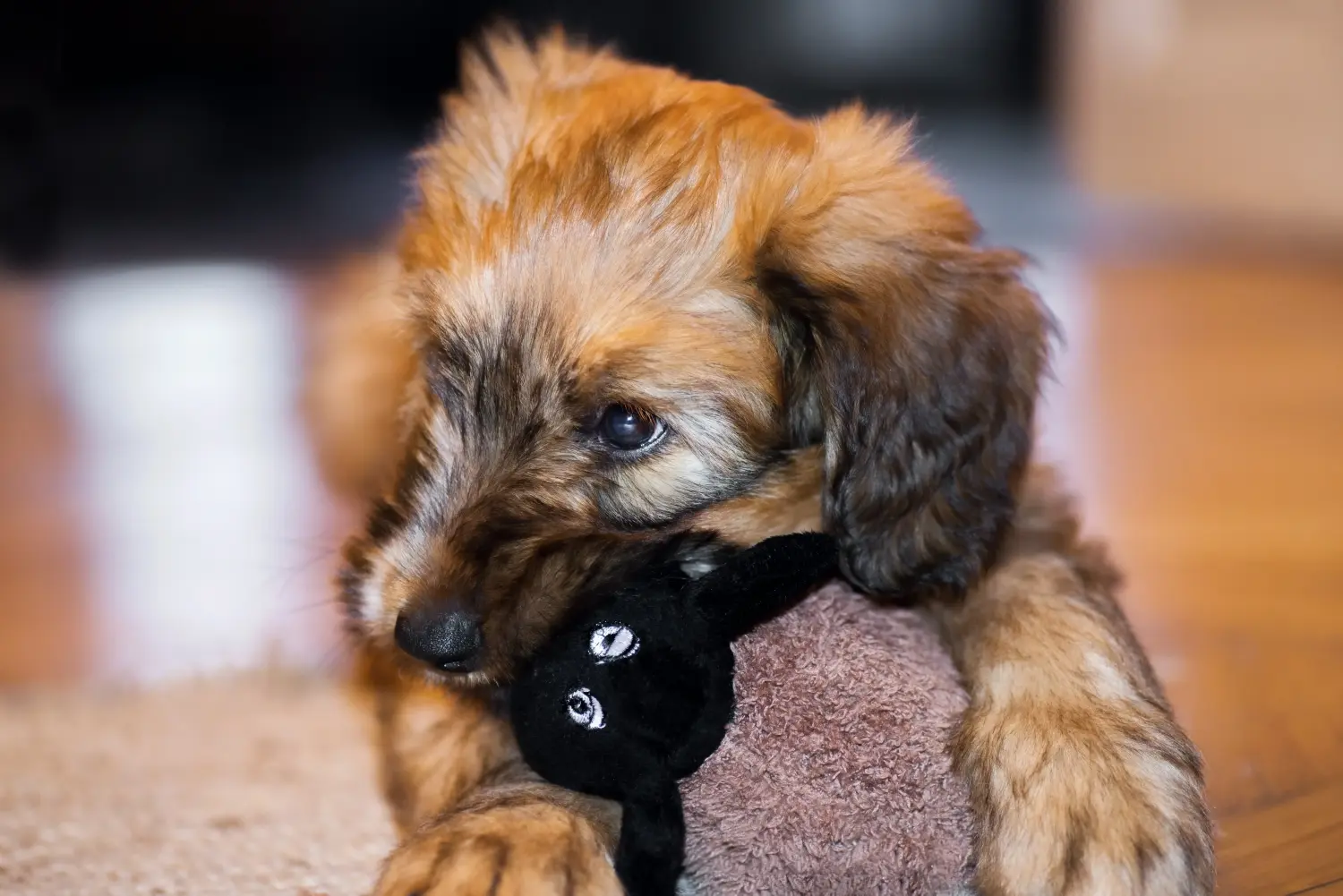 Bir Briard yavrusu satın almak sorumluluk almak demektir! Briard yavru köpekleri satın alın.