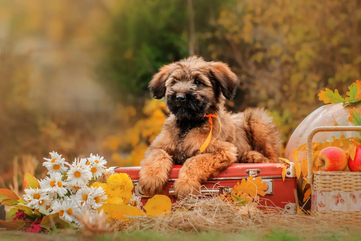 Bir Briard yavrusu satın almak sorumluluk almak demektir! Briard yavru köpekleri satın alın.