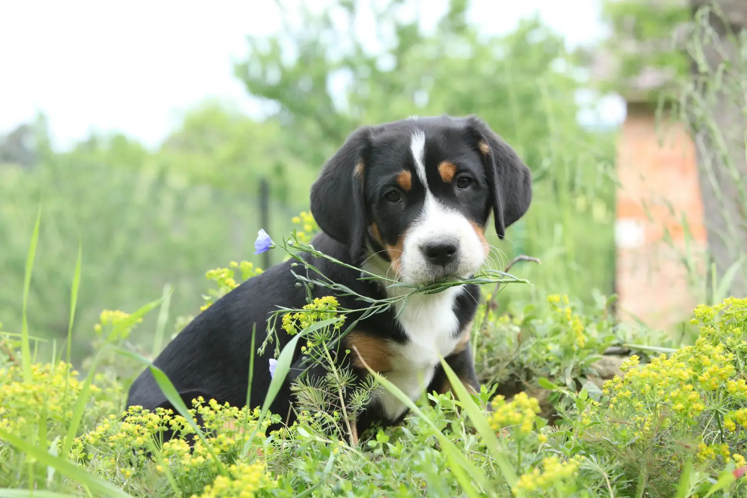 Büyük İsviçre Dağ Köpeği yavrusu satın almak sorumluluk almak demektir! Büyük İsviçre Dağ Köpeği yavruları satın alın.
