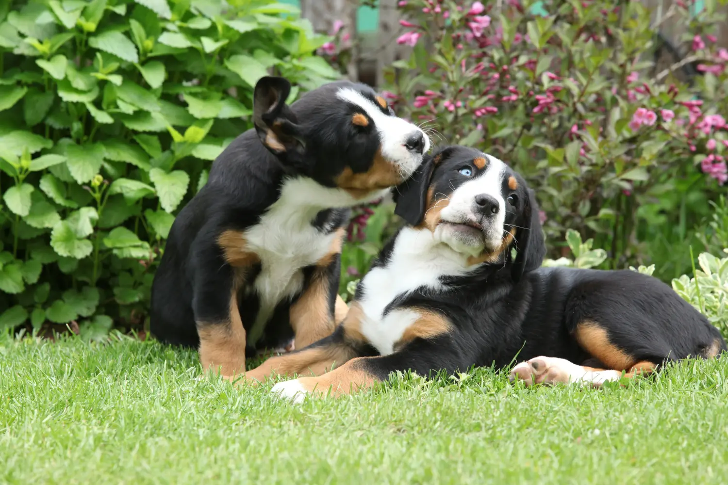 Büyük İsviçre Dağ Köpeği yavrusu satın almak sorumluluk almak demektir! Büyük İsviçre Dağ Köpeği yavruları satın alın.