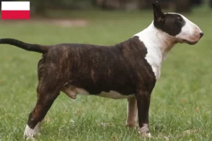 Read more about the article Polonya’da Bull Terrier yetiştiricileri ve köpek yavruları