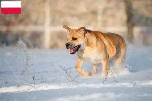 Read more about the article Polonya’da Ca de Bou yetiştiricileri ve köpek yavruları