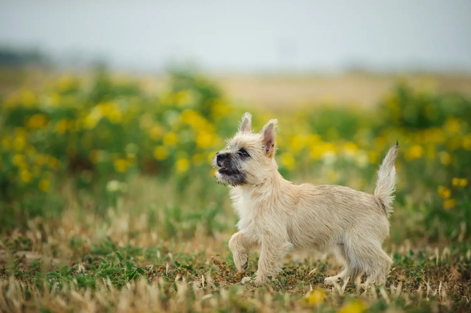Bir Cairn Terrier yavrusu satın almak sorumluluk almak demektir! Cairn Terrier yavruları satın alın.