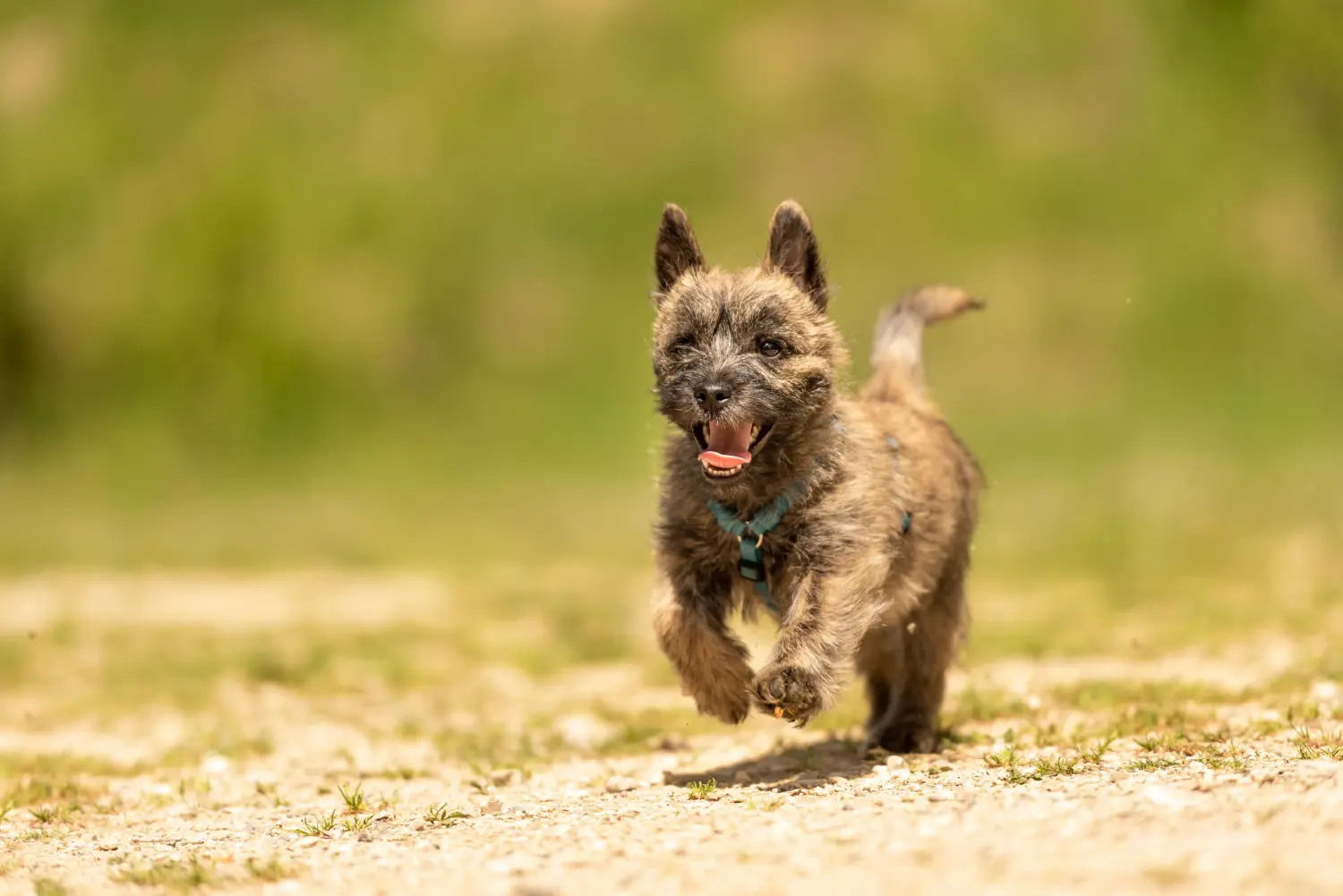 Bir Cairn Terrier yavrusu satın almak sorumluluk almak demektir! Cairn Terrier yavruları satın alın.