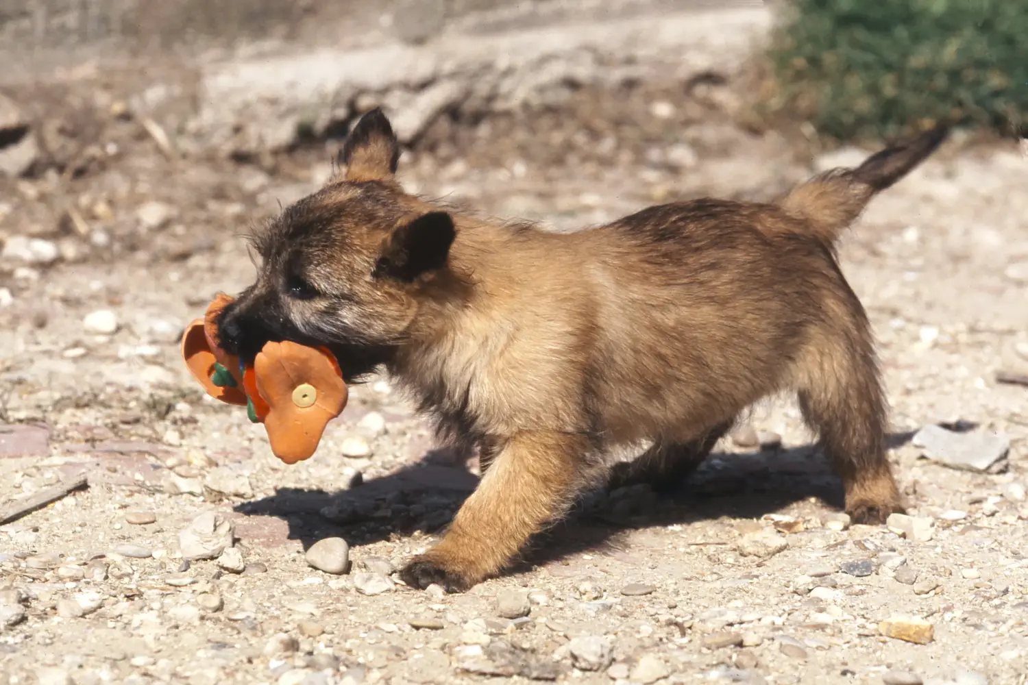 Bir Cairn Terrier yavrusu satın almak sorumluluk almak demektir! Cairn Terrier yavruları satın alın.