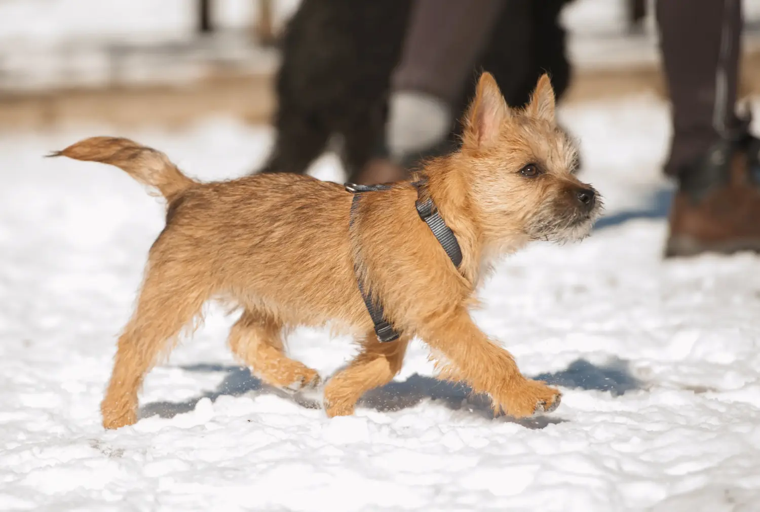 Bir Cairn Terrier yavrusu satın almak sorumluluk almak demektir! Cairn Terrier yavruları satın alın.
